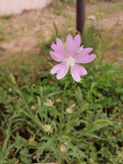 Malva excisa