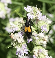 Macrosiagon dimidiata