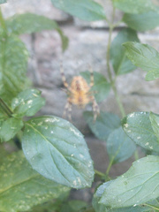 Araneus diadematus