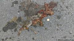 Ctenosaura similis similis