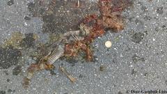 Ctenosaura similis similis