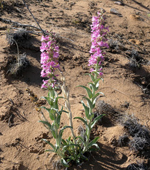 Penstemon angustifolius