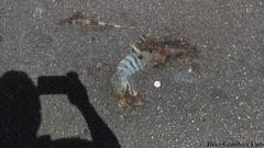 Ctenosaura similis similis