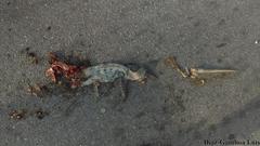 Ctenosaura similis similis