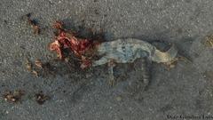 Ctenosaura similis similis