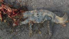 Ctenosaura similis similis