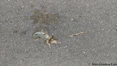 Ctenosaura similis similis