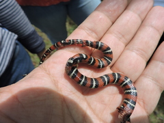 Lampropeltis ruthveni