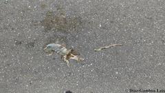 Ctenosaura similis similis