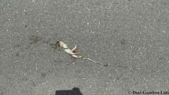 Ctenosaura similis similis