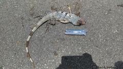 Ctenosaura similis similis