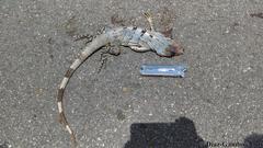 Ctenosaura similis similis