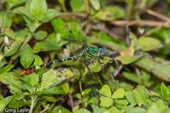 Erpetogomphus eutainia