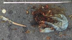 Ctenosaura similis similis