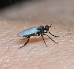 Pararhamphomyia