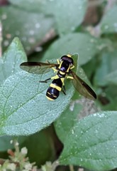 Xanthogramma marginale