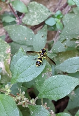 Xanthogramma marginale