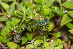 Erpetogomphus eutainia