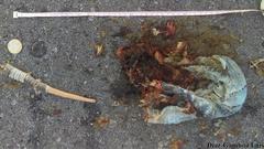 Ctenosaura similis similis