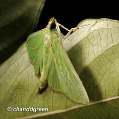 Parotis punctiferalis