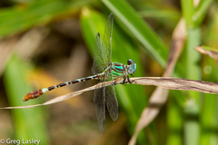 Erpetogomphus eutainia