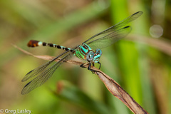 Erpetogomphus eutainia