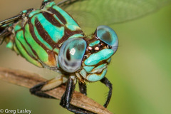 Erpetogomphus eutainia
