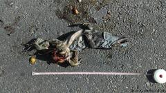 Ctenosaura similis similis