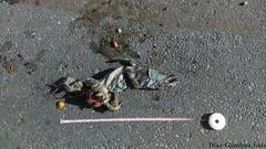 Ctenosaura similis similis