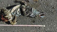 Ctenosaura similis similis