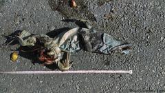 Ctenosaura similis similis