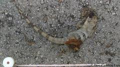 Ctenosaura similis similis