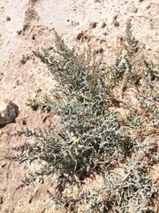 Suaeda corniculata