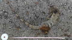 Ctenosaura similis similis