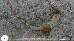 Ctenosaura similis similis