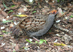 Odontophorus capueira