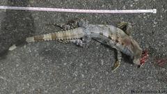 Ctenosaura similis similis