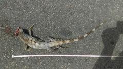 Ctenosaura similis similis