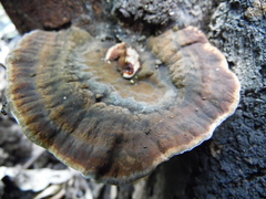 Sanguinoderma rude