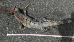 Ctenosaura similis similis