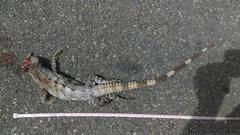 Ctenosaura similis similis