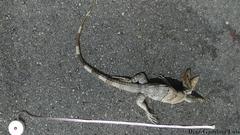 Ctenosaura similis similis