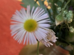 Erigeron annuus