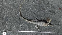 Ctenosaura similis similis