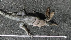 Ctenosaura similis similis