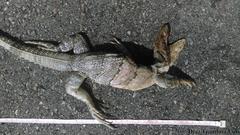 Ctenosaura similis similis