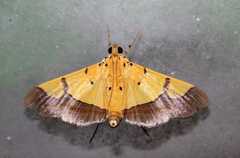 Endocrossis flavibasalis