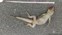 Ctenosaura similis similis