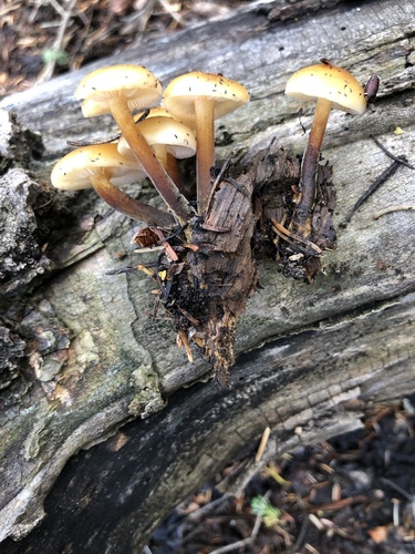 Flammulina populicola