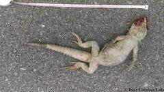 Ctenosaura similis similis